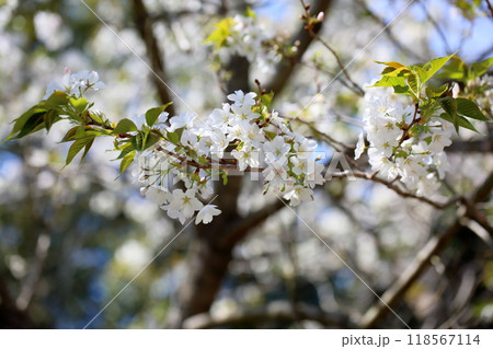 オオシマザクラの花 オオシマザクラの花 118567114