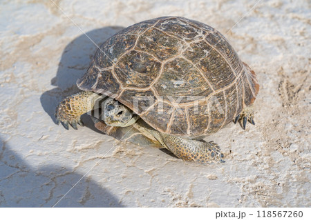 カザフスタンのマンギスタウのリクガメ 118567260