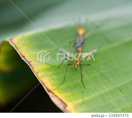 Tiger Crane Flies Mating 118567273
