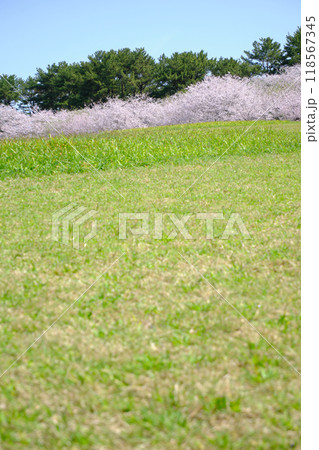 丘の上に咲く桜の木のイメージ風景 118567345
