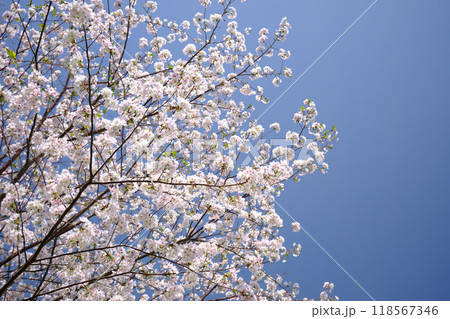 青空に広がる満開の桜 青空に広がる満開の桜 118567346