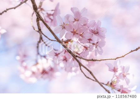 長野県伊那市 天下第一の桜と言われる高遠小彼岸桜の満開の桜 長野県伊那市 天下第一の桜と言われる高遠小彼岸桜の満開の桜 118567480