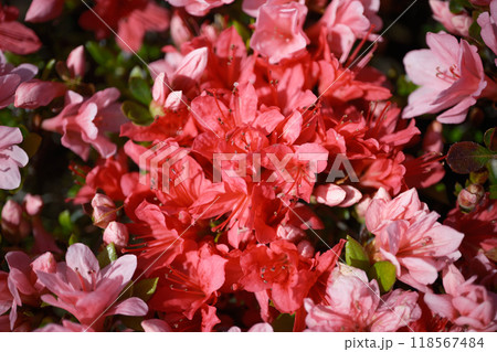 真っ赤なツツジの花びら 真っ赤なツツジの花びら 118567484