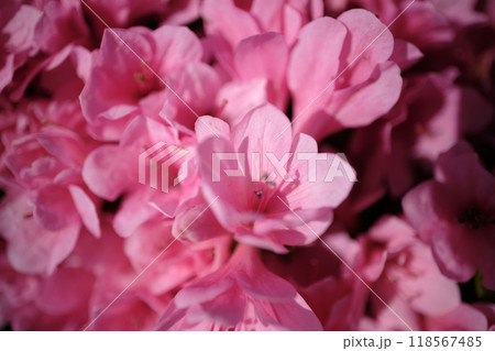 ピンク色のツツジの花びら 118567485