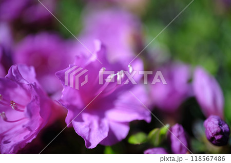 紫色のツツジの花びら 紫色のツツジの花びら 118567486