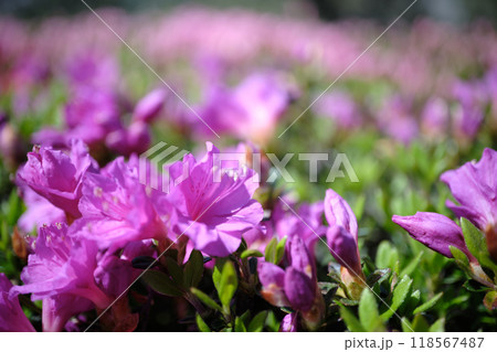 開花する紫色のツツジの花びら 118567487