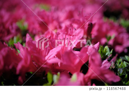 赤色のツツジの花びらのアップ 118567488