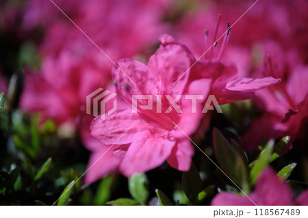 可愛いツツジの花 可愛いツツジの花 118567489