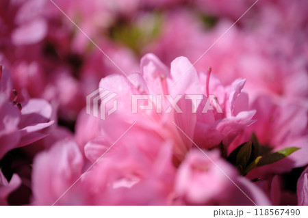 見頃のツツジの花のアップ 見頃のツツジの花のアップ 118567490