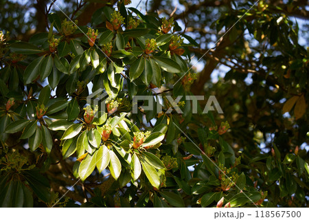 花咲く春のタブノキ 118567500