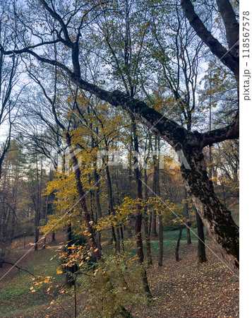 Autumn forest landscape with yellow leaves  118567578