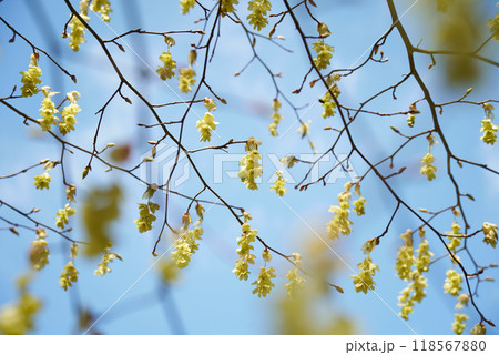 トサミズキの花と蕾 118567880