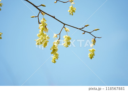 可愛い黄色の花を咲かせるトサミズキ 可愛い黄色の花を咲かせるトサミズキ 118567881