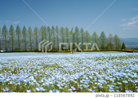 かわいいネモフィラの花が咲く生駒高原の風景 118567892