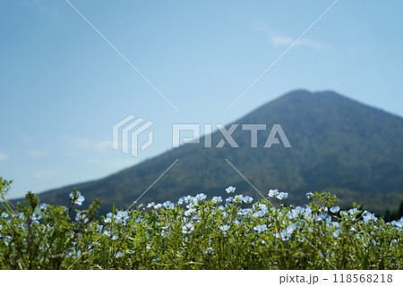 ネモフィラと山の見える風景 ネモフィラと山の見える風景 118568218