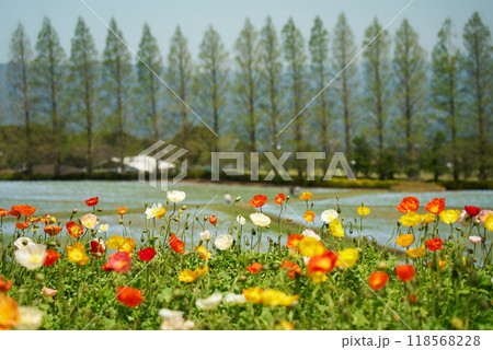 綺麗なポピーと春の風景 綺麗なポピーと春の風景 118568228