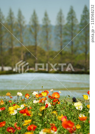 色んな色のかわいいポピーの花 118568232