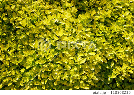 黄色の葉をつける垣根 黄色の葉をつける垣根 118568239