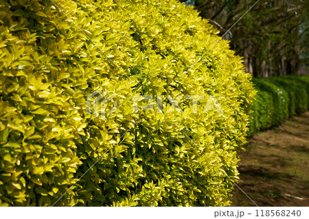 黄色の葉をもつ庭木 118568240