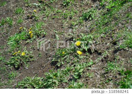 足元に咲くタンポポの春 118568241