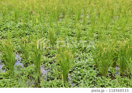 夏の水田の稲穂 夏の水田の稲穂 118568533