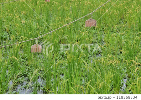 収穫前の田んぼと鳴子 118568534