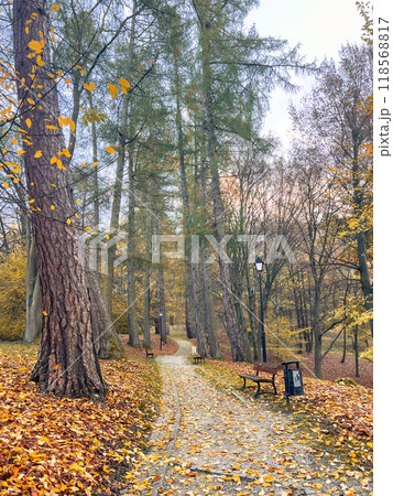 Wooden bench in the autumn park with fallen leaves on the ground Wooden bench in the autumn park with fallen leaves on the ground 118568817