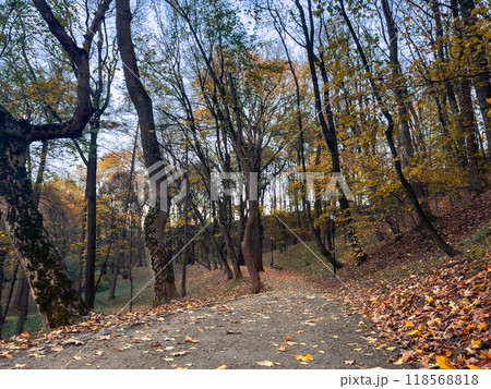 Wooden bench in the autumn park with fallen leaves on the ground Wooden bench in the autumn park with fallen leaves on the ground 118568818