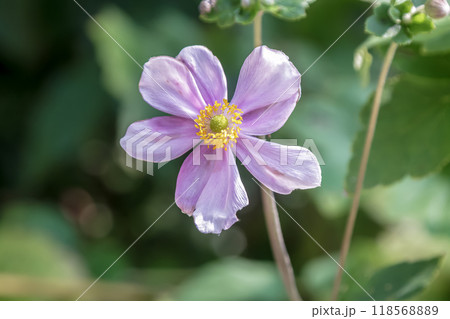 秋に映える桃色のシュウメイギク【秋明菊】 118568889