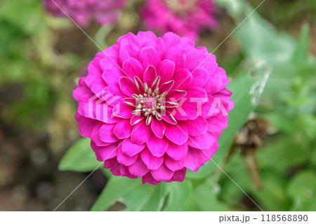 舌状花が整った造形が綺麗な桃色のヒャクニチソウ【キク科】 118568890