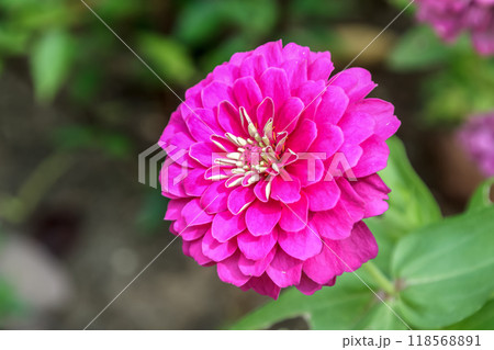 舌状花が整った造形が綺麗な桃色のヒャクニチソウ【キク科】 118568891