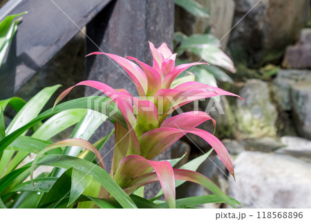 パイナップル科の観葉植物であるグズマニアの原産地は熱帯アメリカ パイナップル科の観葉植物であるグズマニアの原産地は熱帯アメリカ 118568896