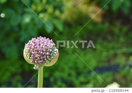 1輪のギガンジュームの蕾 1輪のギガンジュームの蕾 118569144