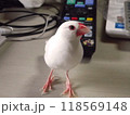 白文鳥 118569148