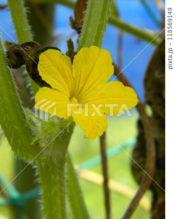 きゅうりの黄色い花 118569149