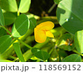 落花生の黄色い花 118569152