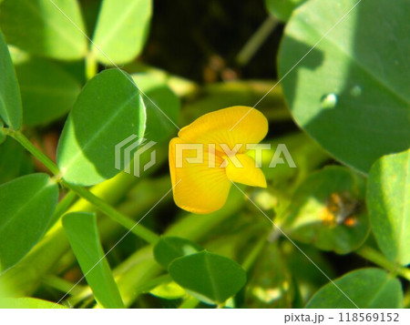 落花生の黄色い花 118569152