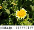 春菊の黄色い花 118569156