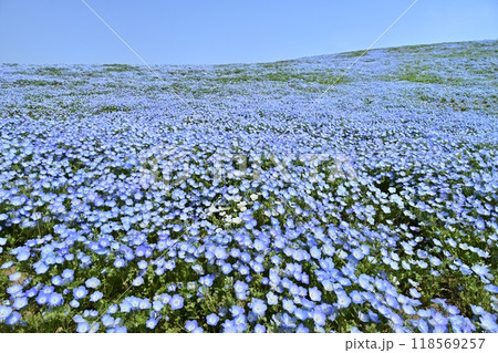 ひたち海浜公園のみはらしの丘に咲くネモフィラの花畑 118569257