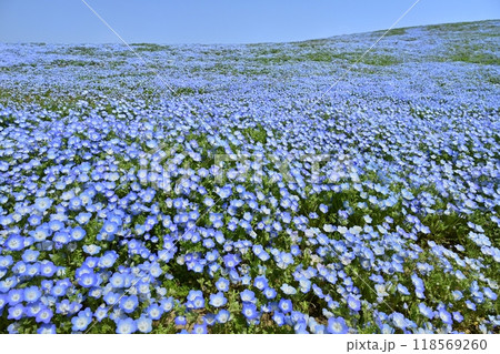 ひたち海浜公園のみはらしの丘に咲くネモフィラの花畑 ひたち海浜公園のみはらしの丘に咲くネモフィラの花畑 118569260