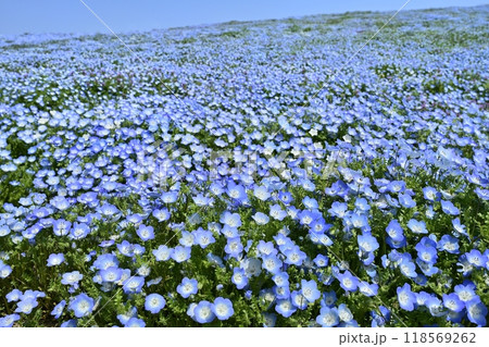 ひたち海浜公園のみはらしの丘に咲くネモフィラの花畑 ひたち海浜公園のみはらしの丘に咲くネモフィラの花畑 118569262