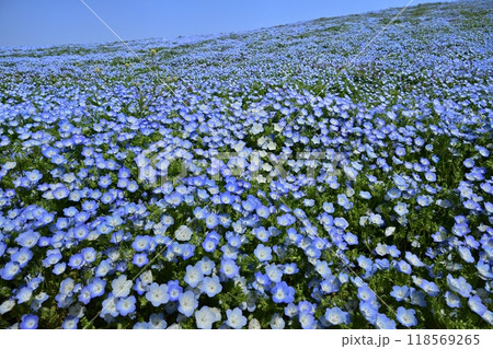 ひたち海浜公園のみはらしの丘に咲くネモフィラの花畑 118569265