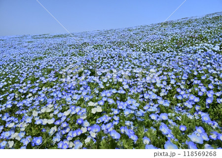 ひたち海浜公園のみはらしの丘に咲くネモフィラの花畑 118569268