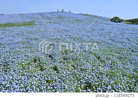 ひたち海浜公園のみはらしの丘に咲くネモフィラの花畑に松の木 ひたち海浜公園のみはらしの丘に咲くネモフィラの花畑に松の木 118569275
