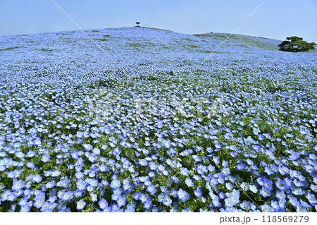 ひたち海浜公園のみはらしの丘に咲くネモフィラの花畑に松の木 ひたち海浜公園のみはらしの丘に咲くネモフィラの花畑に松の木 118569279