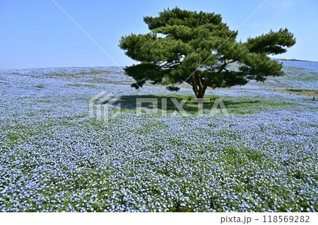 ひたち海浜公園のみはらしの丘に咲くネモフィラの花畑に松の木 ひたち海浜公園のみはらしの丘に咲くネモフィラの花畑に松の木 118569282
