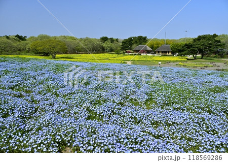 ひたち海浜公園のみはらしの丘に咲くネモフィラの花畑に菜の花畑と古民家 ひたち海浜公園のみはらしの丘に咲くネモフィラの花畑に菜の花畑と古民家 118569286