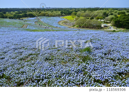 ひたち海浜公園のみはらしの丘に咲くネモフィラの花畑に観光客 118569306