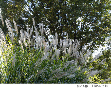 初秋に陽ざしを受けるススキ 118569410