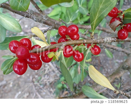 ナニワズの実(秋田市・6/20) ナニワズの実(秋田市・6/20) 118569625